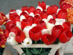 Red-love-&-White-love